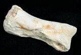 Theropod (Raptor) Toe Bone - Two Medicine Formation #6944-1